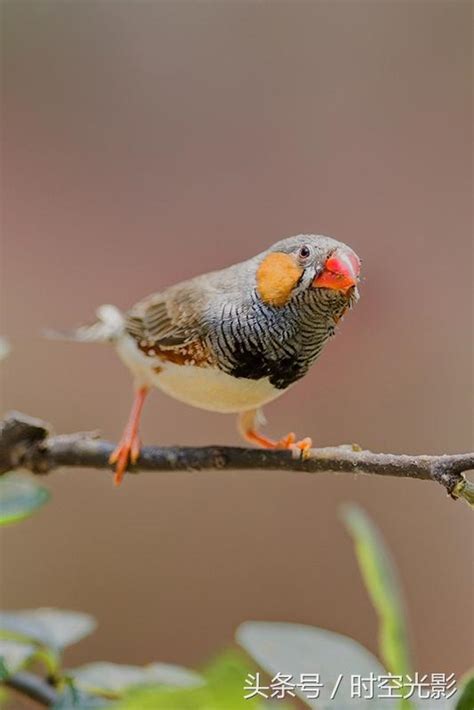 珍珠鳥幼鳥|珍珠鳥介紹，養殖技巧，以及區分公母，更生態養殖。。